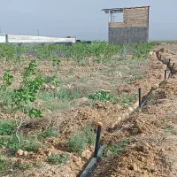 سه هکتار باغ پسته نوساله ملکی|فروش دفتر صنعتی، کشاورزی، تجاری|رضویه, |دیوار