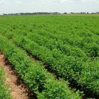 زمین-کشاورزی-دیم-در-جاده-تنگه-واشی