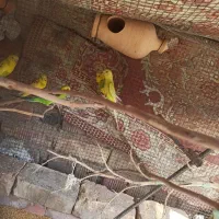 مرغ عشق|پرنده|خاش, |دیوار