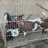 ۶عدد کفتر رنگه|پرنده|مشهد, ادیب نیشابوری (شهرک غرب)|دیوار