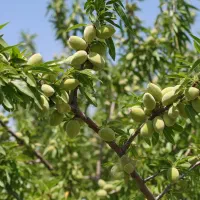 خرید ۱۰۰ نهال بادام + ۱۰ نهال هدیه، فرصت استثنایی|خدمات باغبانی و درختکاری|مریوان, |دیوار