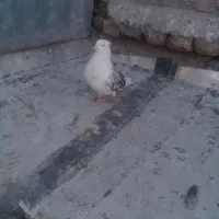 نر پلنگ|پرنده|خرم‌آباد, |دیوار