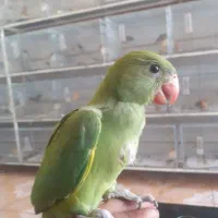 طوطی