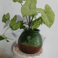 فروش فوق العاده گل بمناسبت روز مادر|گل و گیاه طبیعی|تالش, هشتپر|دیوار