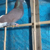 کبوتر نر|پرنده|اطاقور, |دیوار