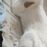 گربه گمشده جنت آباد جنوبی