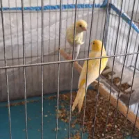 تعدادی قناری خوش رنگ و نژاددار