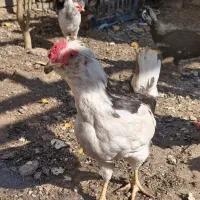 مرغ و خروس گلین