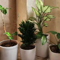 گل به همراه گلدان