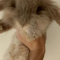 خرگوش لوپ گم شده|موش و خرگوش|بافت, |دیوار