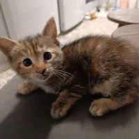 واگذاری بچه گربه