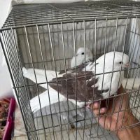 کفتر ماده شازه  پرشی