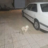 سگ پاپی|سگ|ساوه, |دیوار