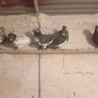 ۳۵ تا کبوتر