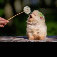 یک قلاده سگ پا کوتاه پیدا شده