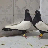 رنگی|پرنده|اهواز, اهواز|دیوار