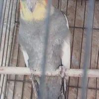 عروس هلندی نر