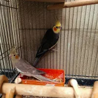 عروس هلندی با جوجه