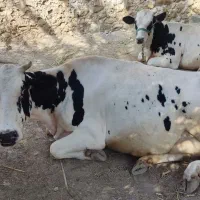گاو گوساله نژاد شیری گوساله نر نژاد سنگین