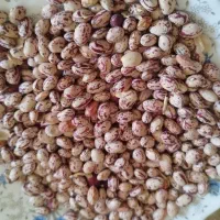 لوبیا چیتی اعلا