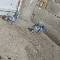 کفتر|پرنده|بیرانوند, |دیوار