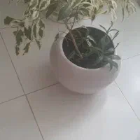 گل های آپارتمانی ورق بزنید|گل و گیاه طبیعی|کرج, باغستان|دیوار