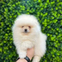 پامرانین سفید|سگ|رشت, لاکانی|دیوار