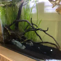 اکواریوم پلنت