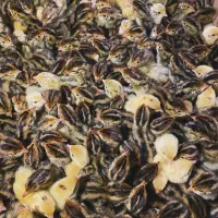 تخم نطفه دار بلدرچین با ضمانت هچ بالا|حیوانات مزرعه|مشهد, جانباز|دیوار