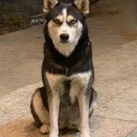 سگ هاسکی|سگ|گلپایگان, |دیوار