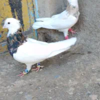 طوقی|پرنده|مشهد, ده دی|دیوار