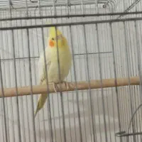 عروس هولندی لوتینو|پرنده|بندر امام خمینی, |دیوار