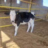 گوساله از گاوداری تلیسه درجه یک|حیوانات مزرعه|سبزوار, قصبه شرقی|دیوار