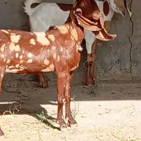 گیسه بزدوقلوزا|حیوانات مزرعه|جیرفت, |دیوار