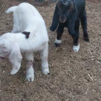 بزغاله|حیوانات مزرعه|آیسک, |دیوار