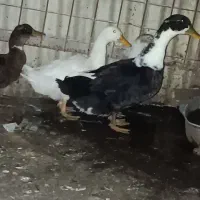 اردک دورگه.