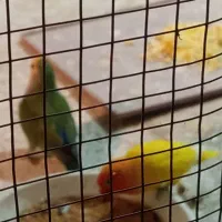 طوطی برزیلی|پرنده|تاکستان, |دیوار