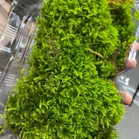 خزه تراریوم آنالیز شده