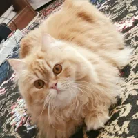 واگذاری گربه پرشین