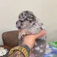 فرنچ بولداگ|سگ|شاهینشهر, مخابرات (شهید بهشتی)|دیوار