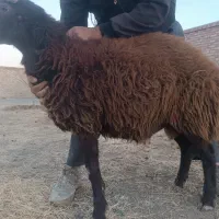 بره نر و قوچ چاق