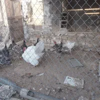 بوقلمون|حیوانات مزرعه|بندر گناوه, |دیوار