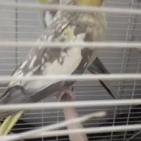 فروش عروس هلندی