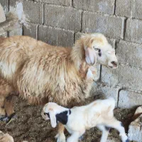میش داشتی  بره دار بی مثل بختیاری|حیوانات مزرعه|شیراز, شاپورجان|دیوار