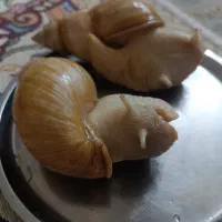 حلزون پرورشی