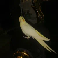 باسلام عروس هلندی لوتینو