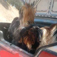 دوعددبیگ