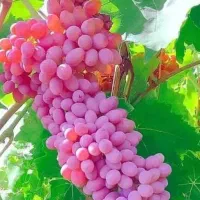 انواع نهال های مثمر و صنوبر