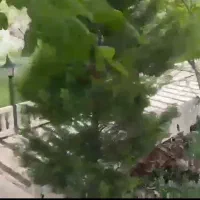 ویلا باغ