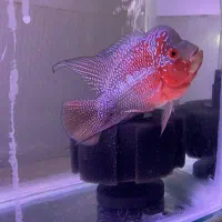 ماهی فلاور نر و ماده جفت